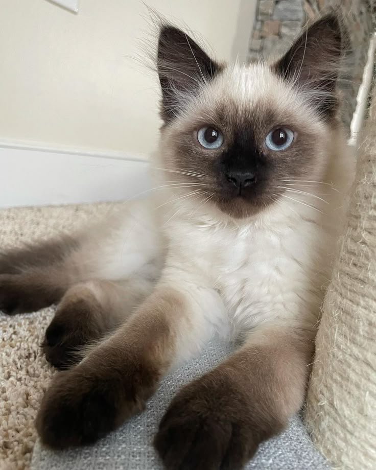 Gato Viserys